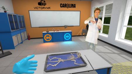 Virtual Dissection